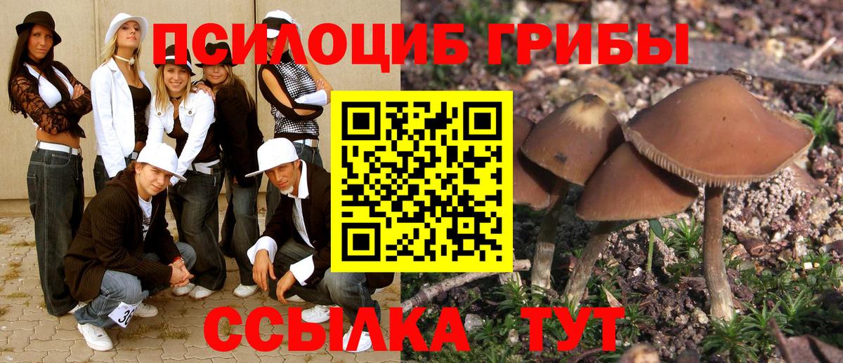 Псилоцибиновые грибы Cubensis Иркутск